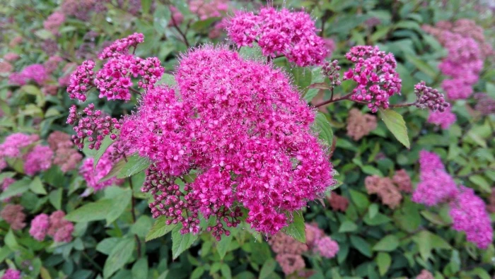 Spiraea japonica image