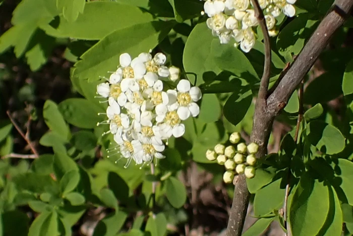 Spiraea media image