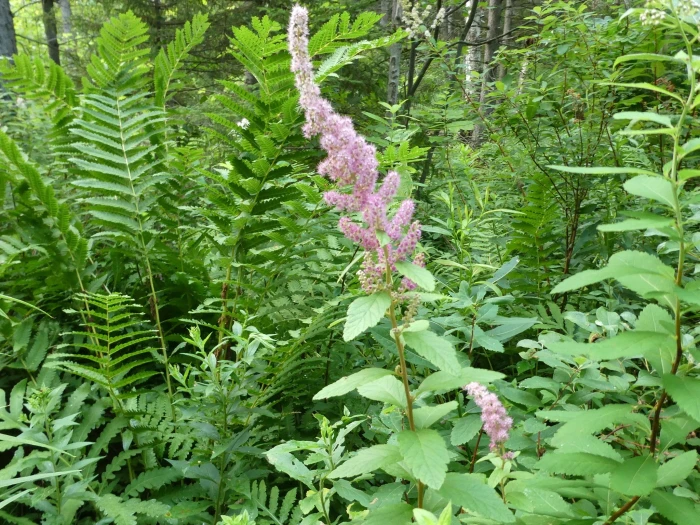 Spiraea tomentosa image