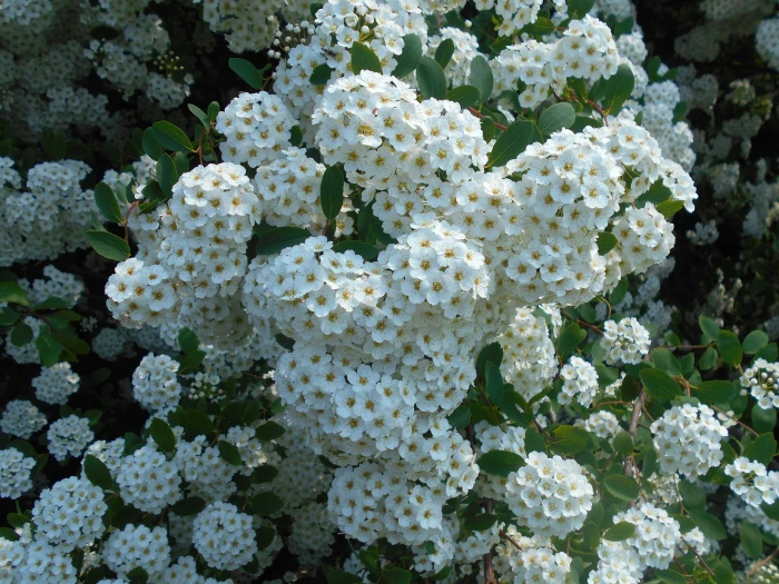 Spiraea ×vanhouttei image