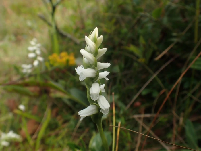 Spiranthes cernua image