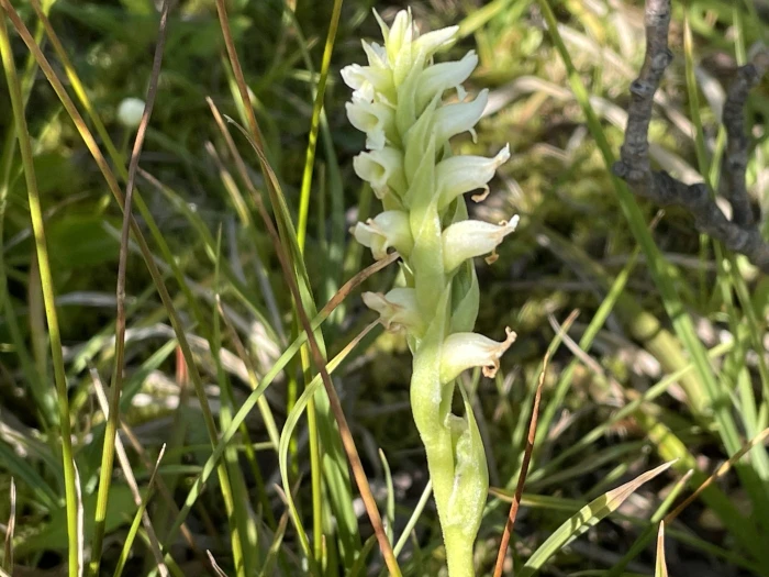 Spiranthes romanzoffiana image