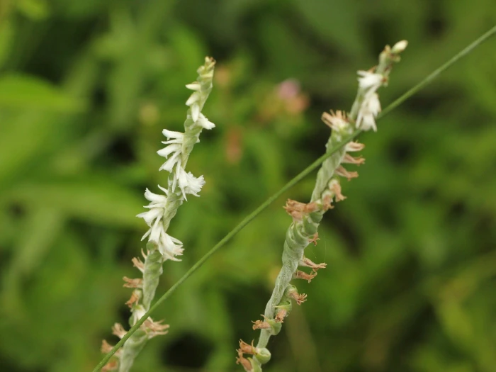 Spiranthes vernalis image