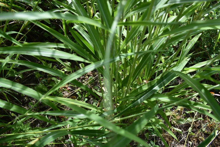 Spodiopogon sibiricus image