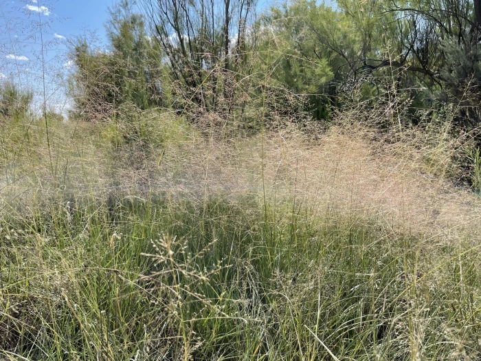 Sporobolus airoides image