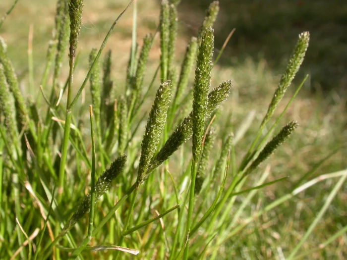 Sporobolus alopecuroides image