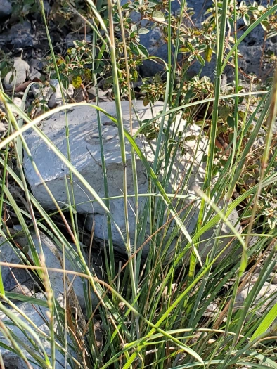 Sporobolus compositus image