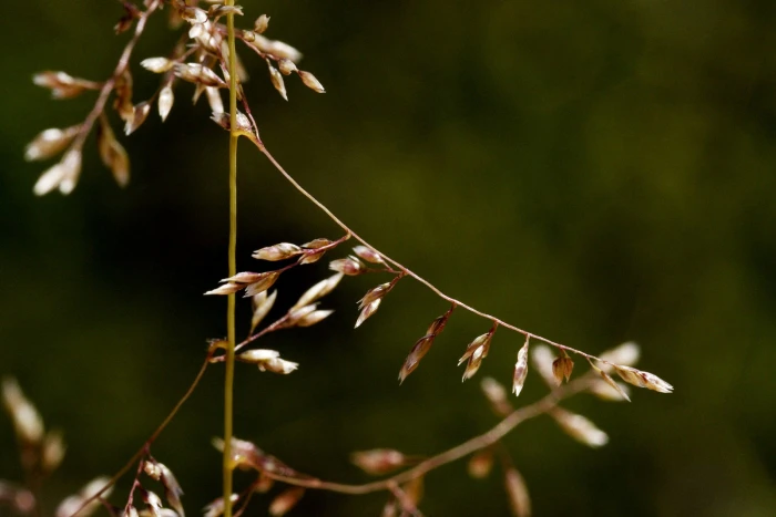 Sporobolus flexuosus image