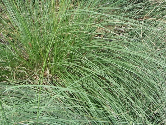 Sporobolus heterolepis image