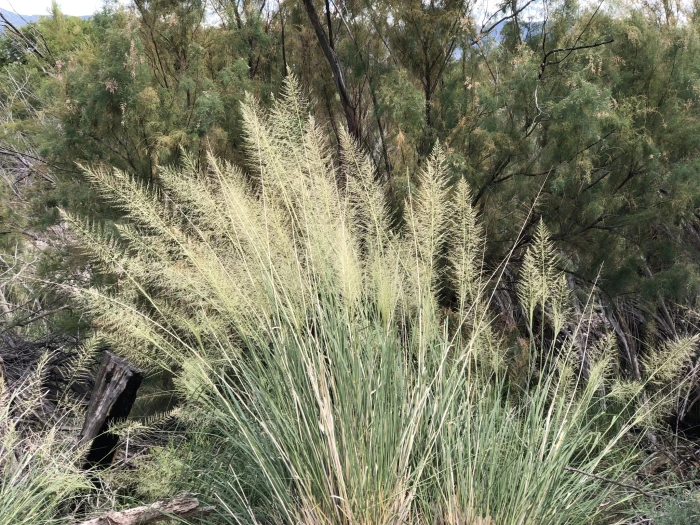 Sporobolus wrightii image