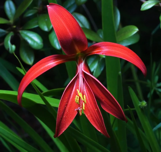 Sprekelia formosissima image