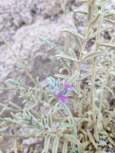 Stachys aegyptiaca image