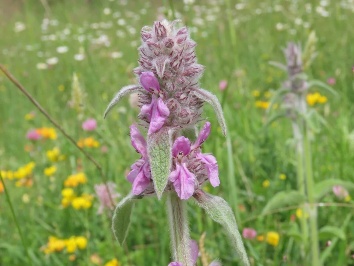Stachys germanica image