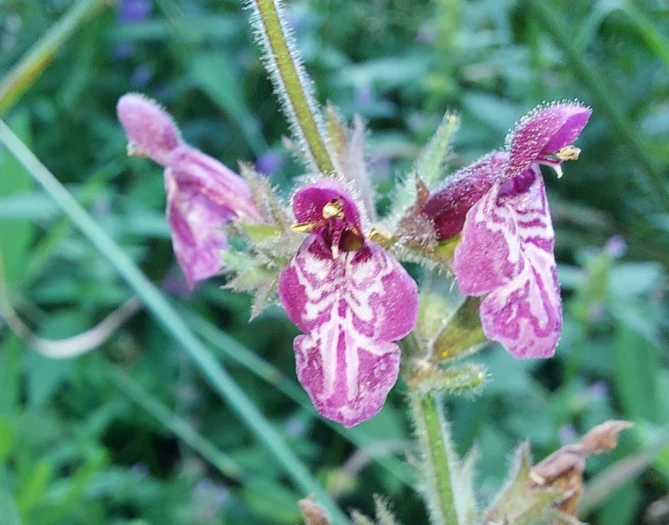 Stachys sylvatica image