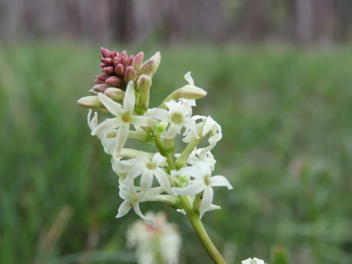 Stackhousia monogyna image