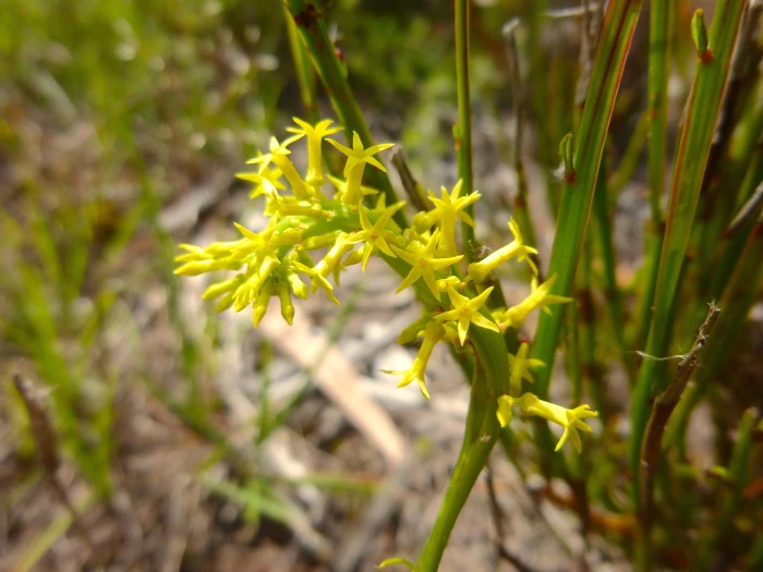 Stackhousia viminea image