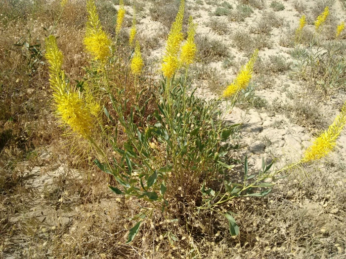 Stanleya pinnata image