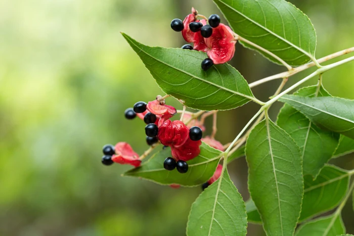 Staphylea japonica image