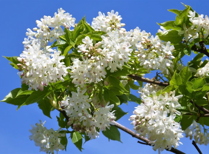 Staphylea trifolia image