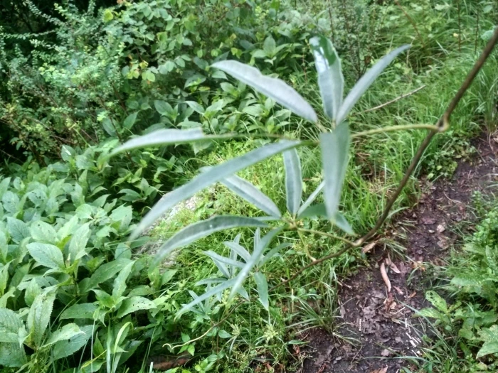 Stauntonia latifolia image
