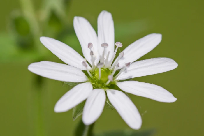 Stellaria aquatica image