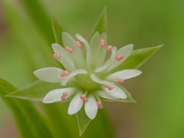 Stellaria borealis image