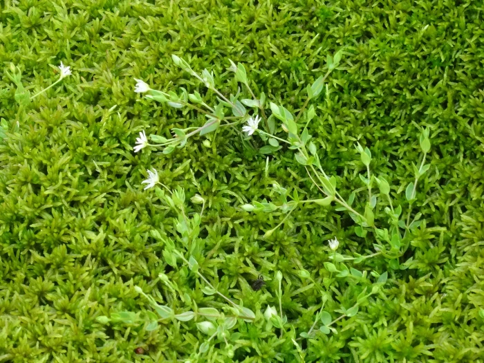 Stellaria crassifolia image