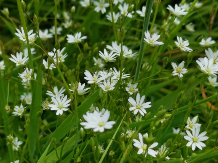 Stellaria graminea image