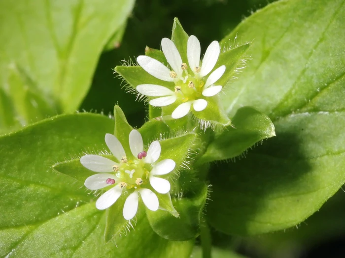 Stellaria media image