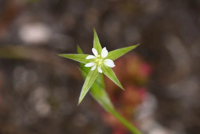 Stellaria nitens image
