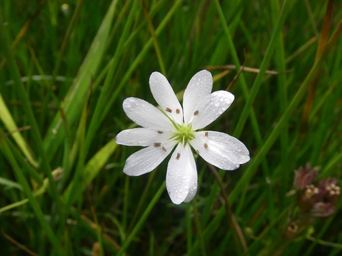 Stellaria palustris image