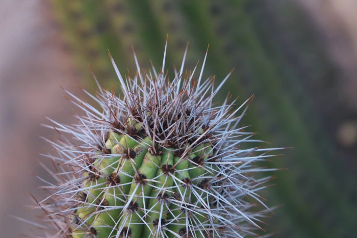 Stenocereus thurberi image