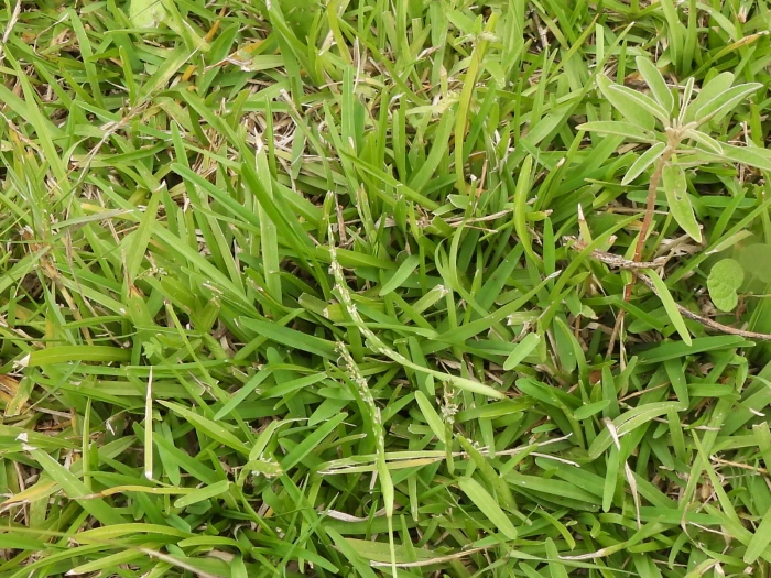 Stenotaphrum secundatum image