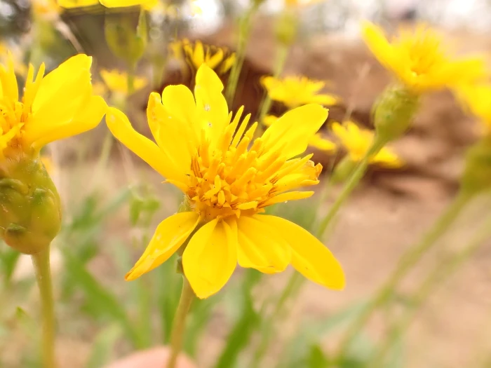 Stenotus armerioides image