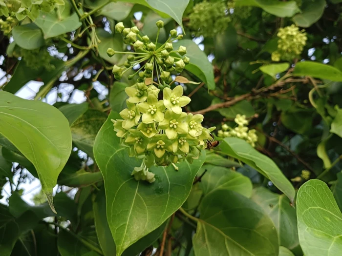 Stephanotis volubilis image