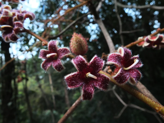 Sterculia guttata image