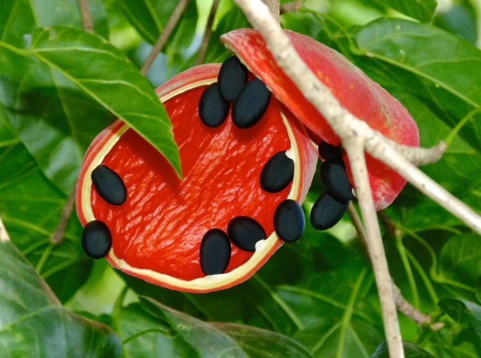 Sterculia quadrifida image