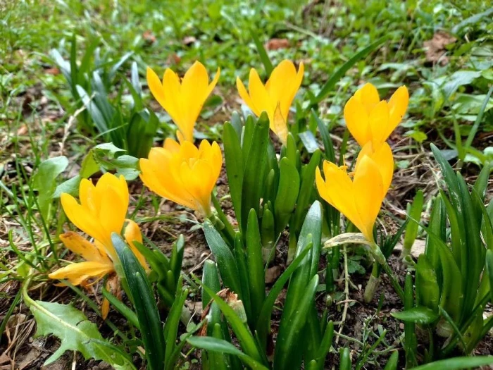 Sternbergia lutea image