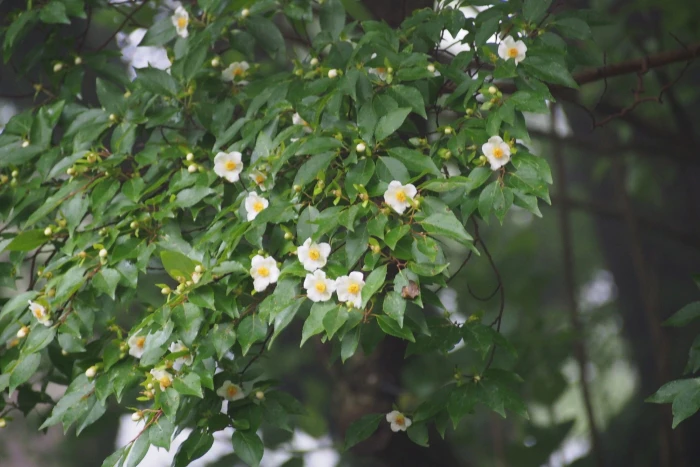 Stewartia monadelpha image