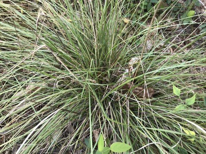 Stipa avenacea image
