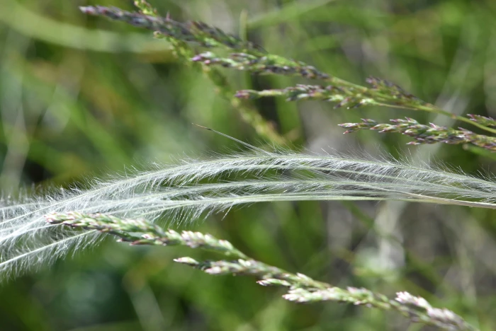 Stipa pennata image