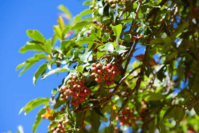 Stranvaesia davidiana image