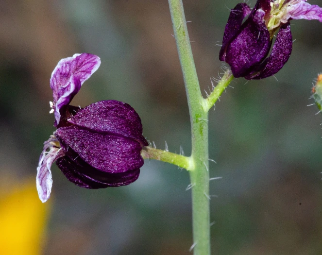 Streptanthus glandulosus image