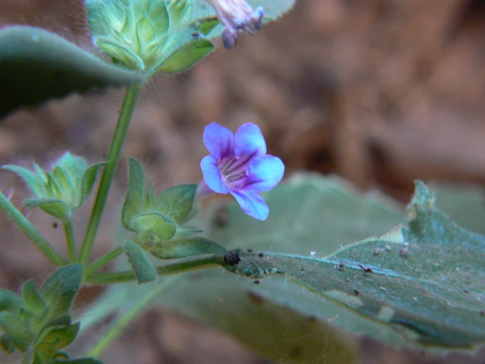 Strobilanthes pavala image
