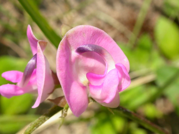 Strophostyles helvola image