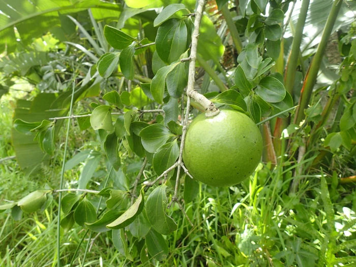 Strychnos spinosa image