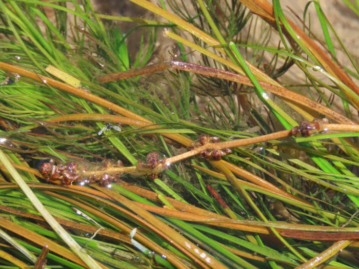 Stuckenia filiformis image