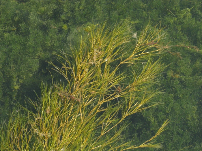 Stuckenia pectinata image