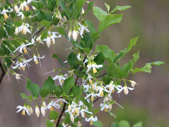 Styrax americanus image