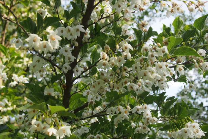 Styrax japonicus image